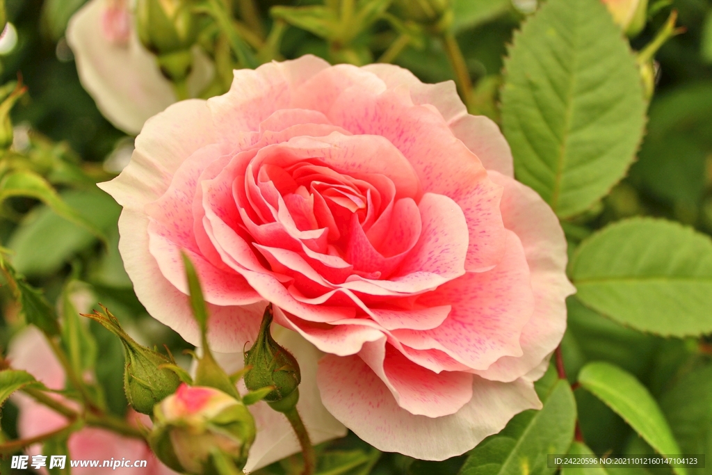 玫瑰花