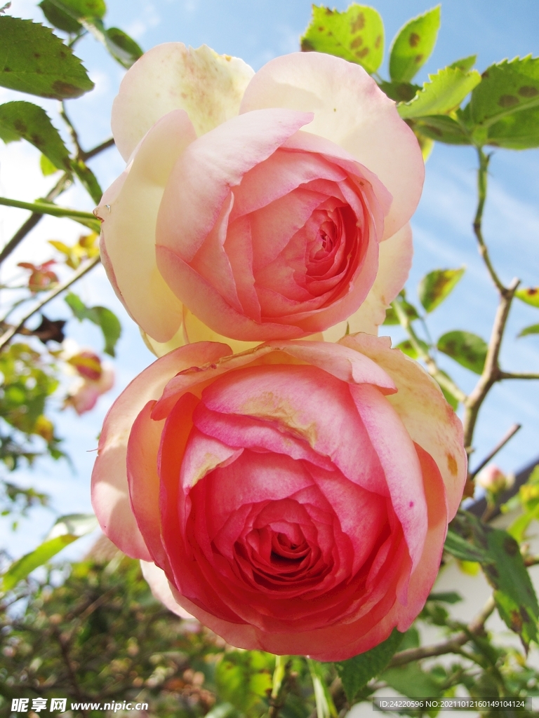 玫瑰花