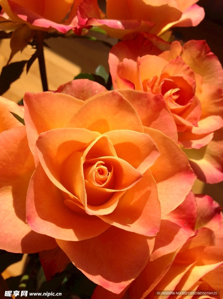 玫瑰花