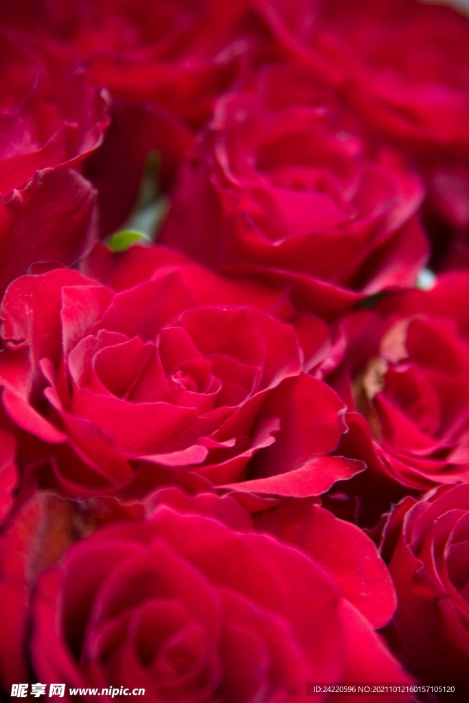 玫瑰花