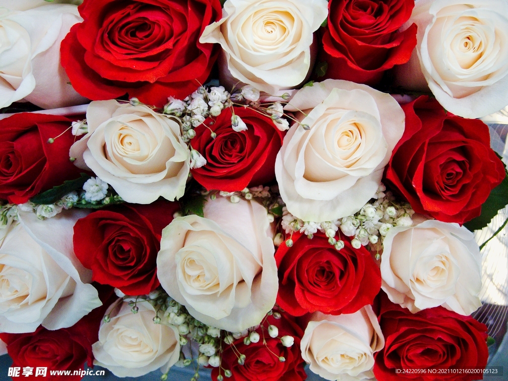 玫瑰花