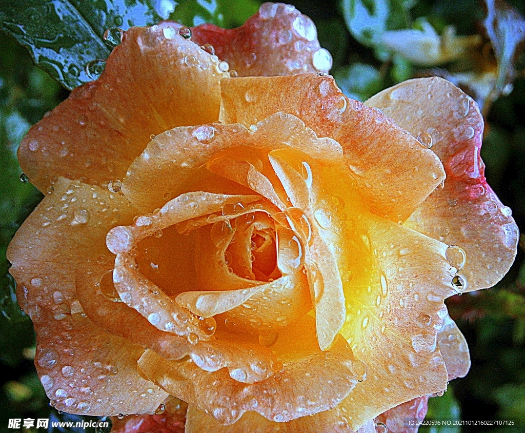 玫瑰花