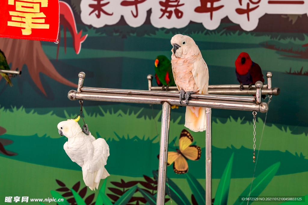 鹦鹉