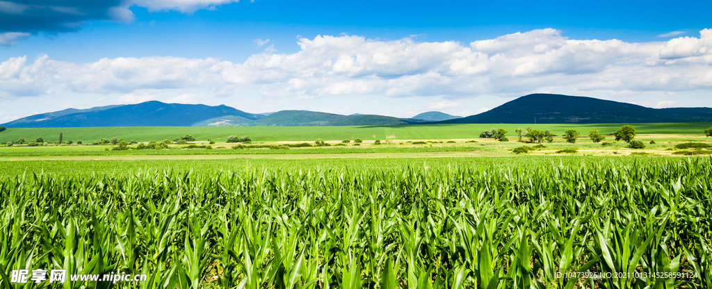 玉米地风景图片