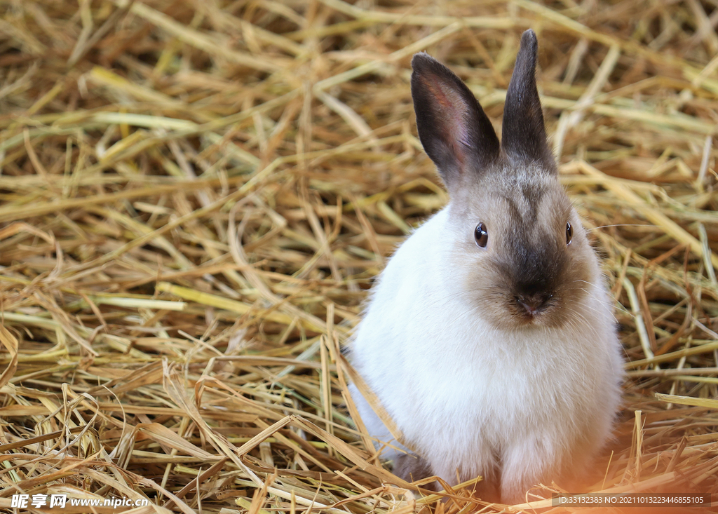 草编褐白兔高清图片