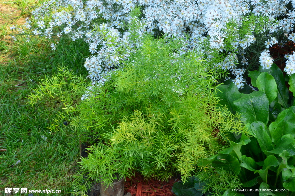 园林花草 
