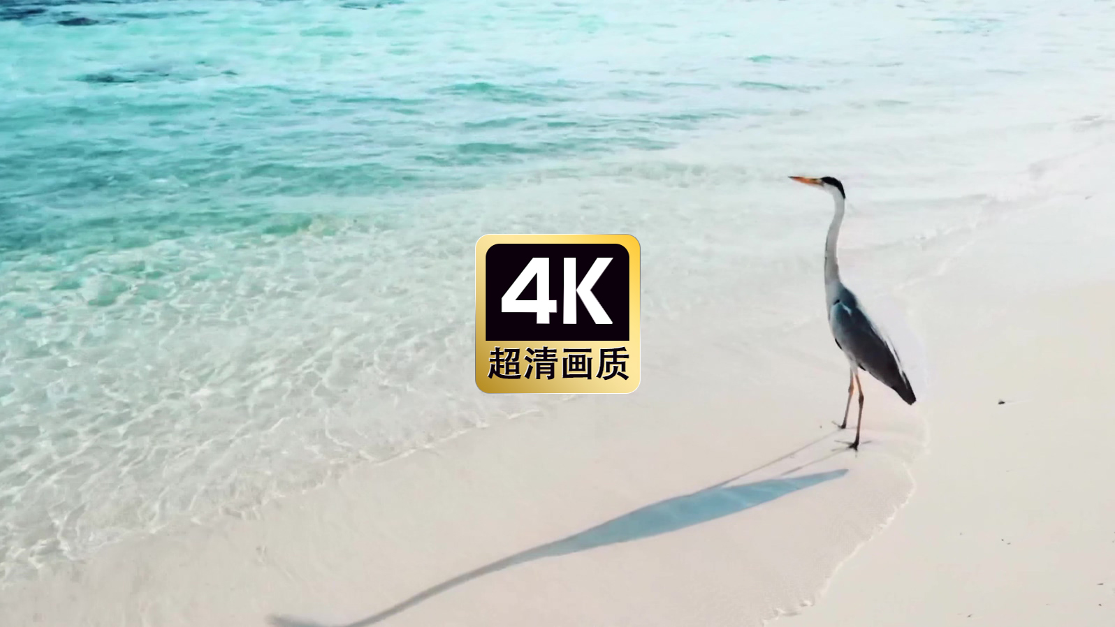 热带海滩上的水鸟