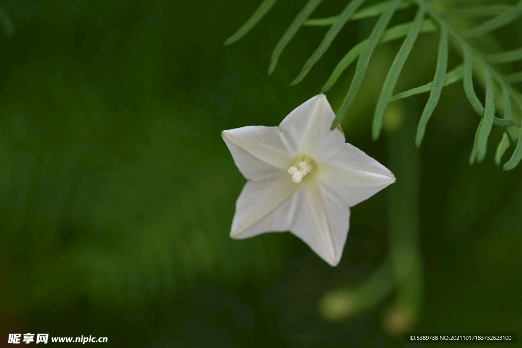 茑萝花