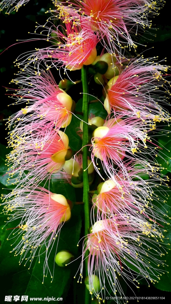 玉蕊花