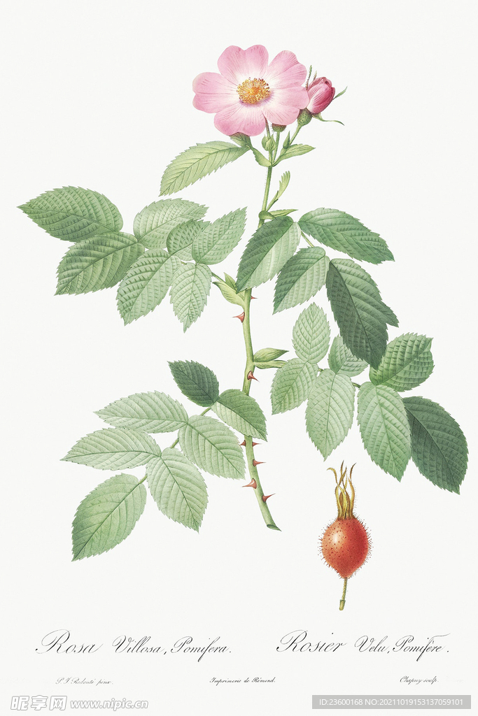 花卉