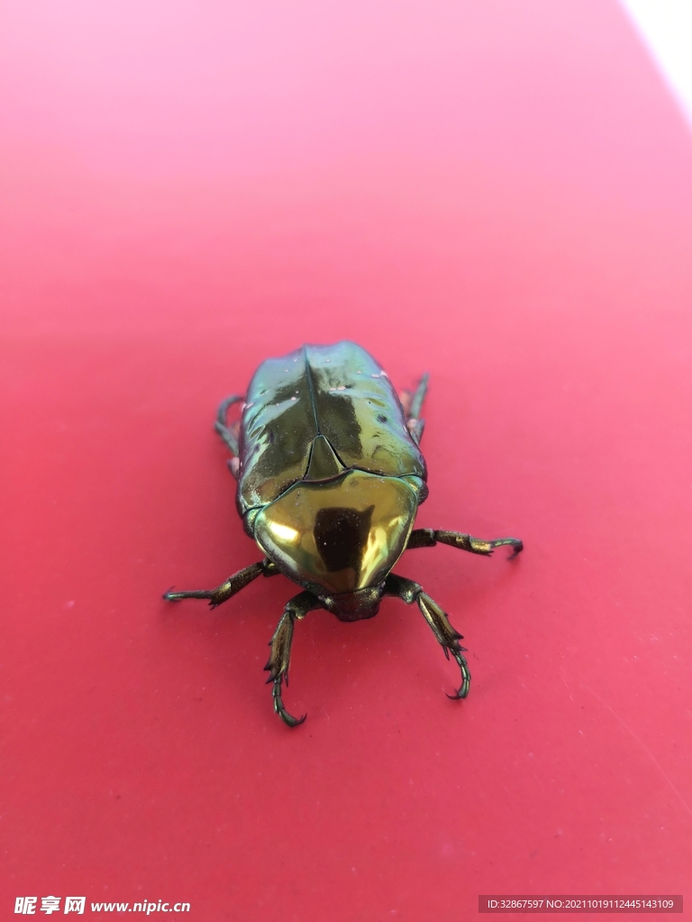 金甲虫
