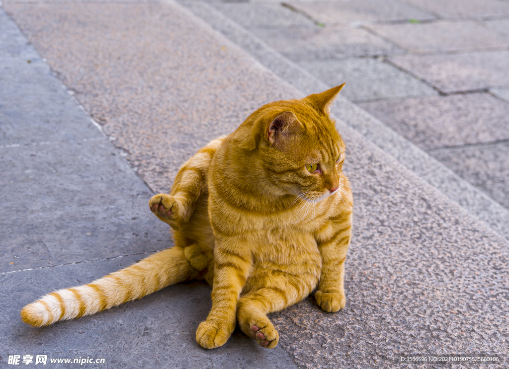 猫