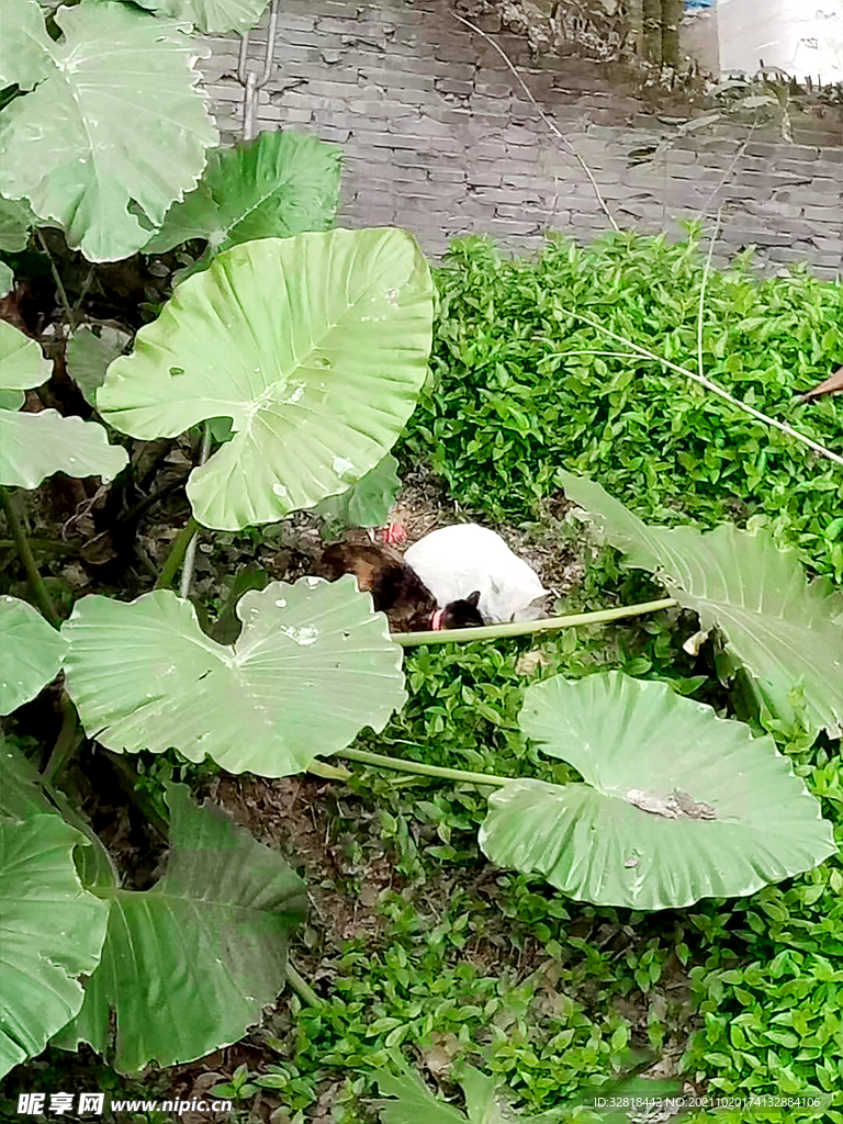 情侣猫