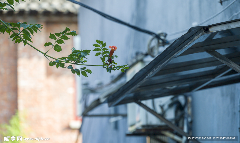 小巷凌霄花