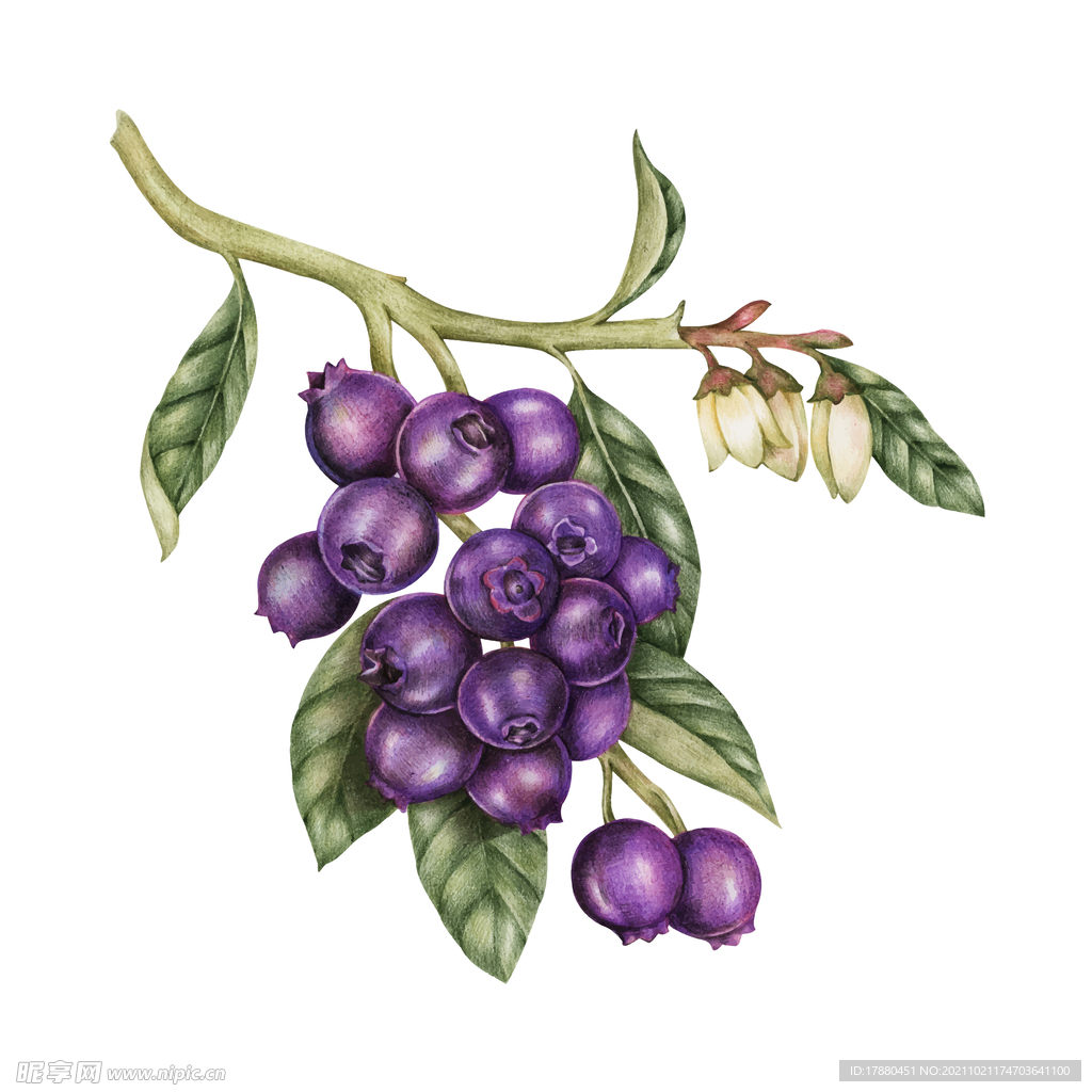 复古绘画蓝莓插画
