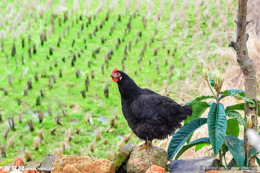 田园旁的黑母鸡