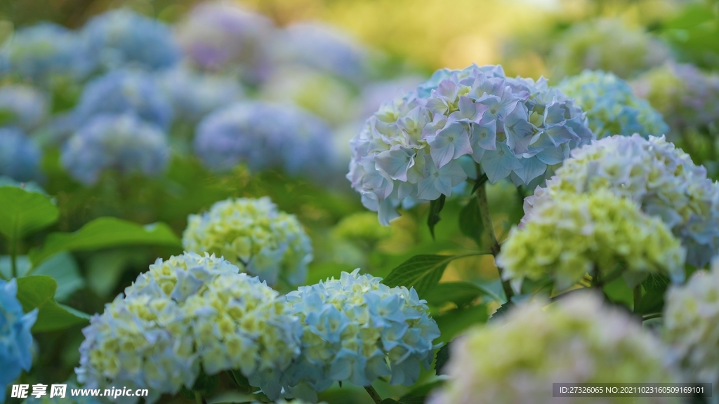 绣球花