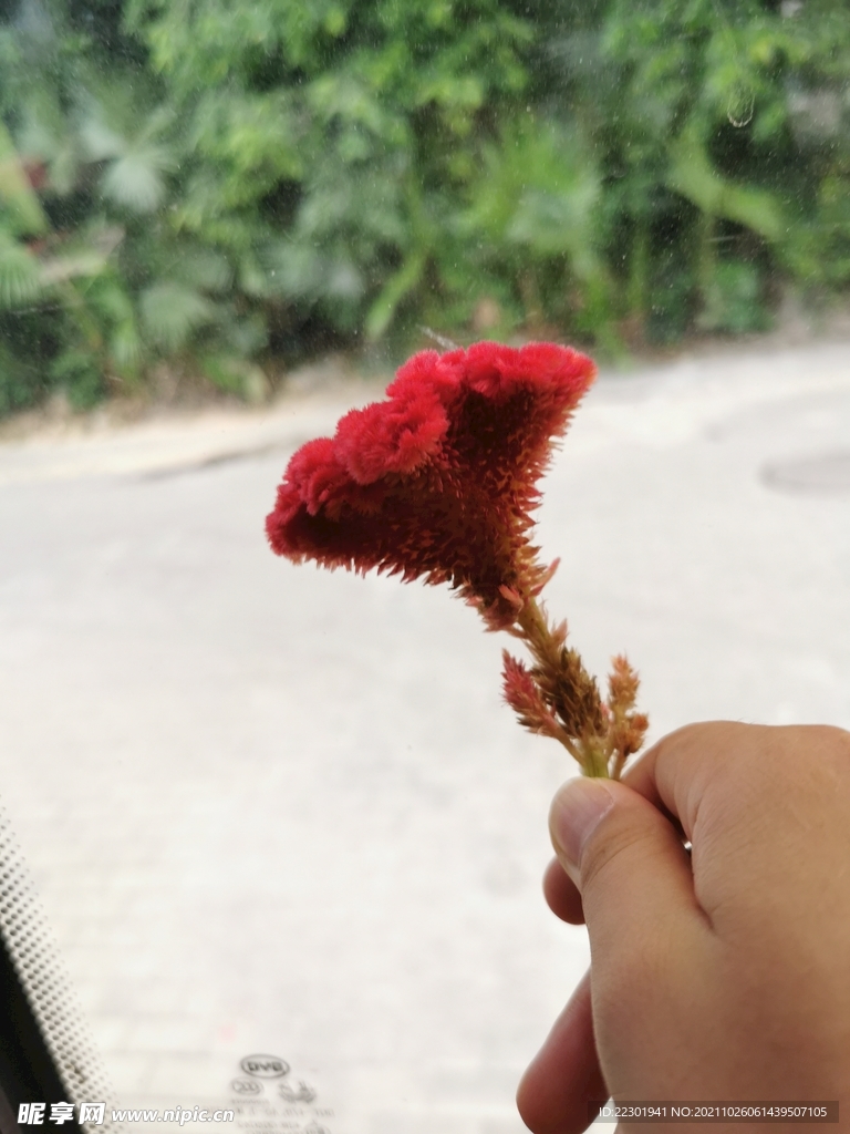 鸡冠花