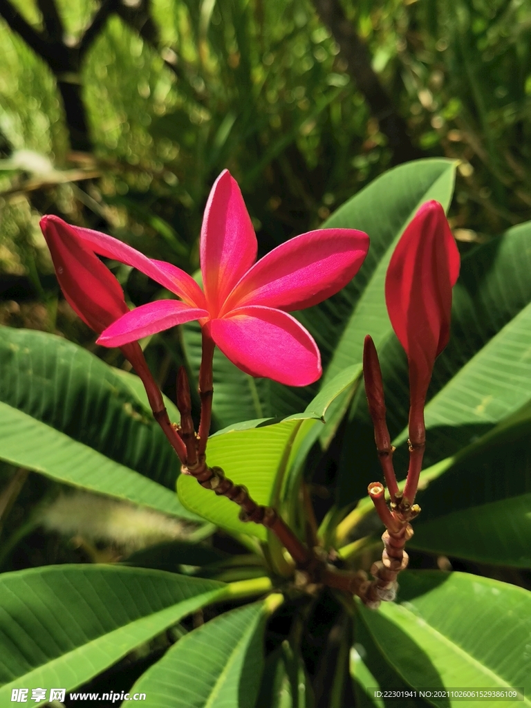 红鸡蛋花