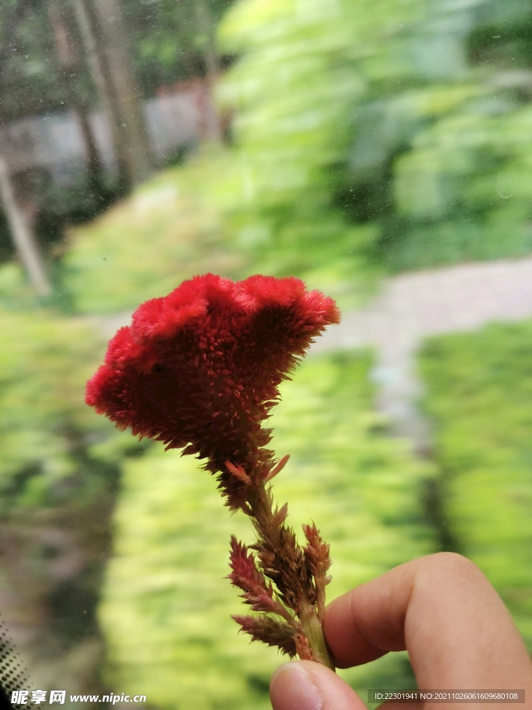 鸡冠花 