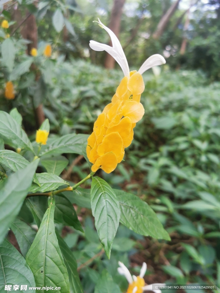金苞花 