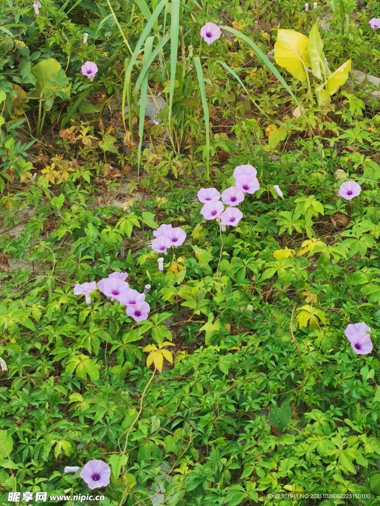 牵牛花 