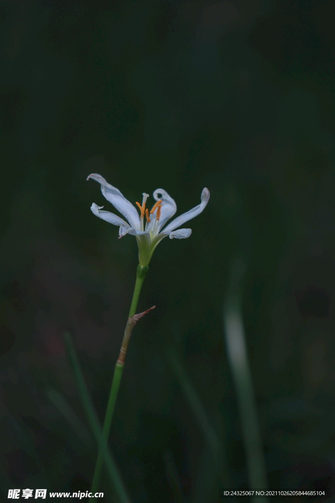 白兰花