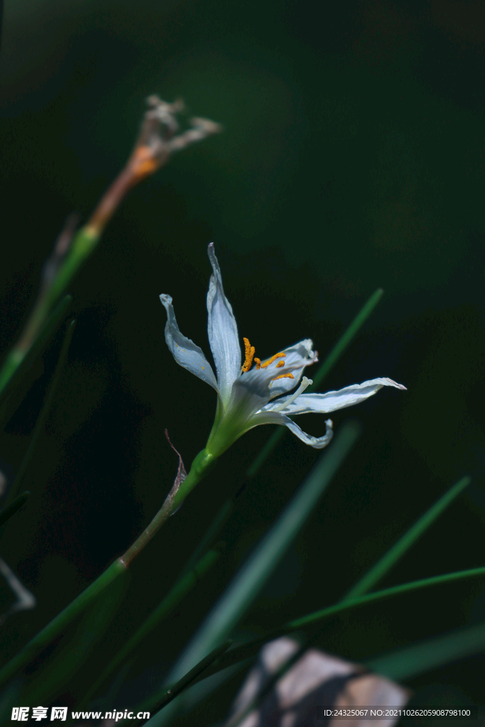 兰白花