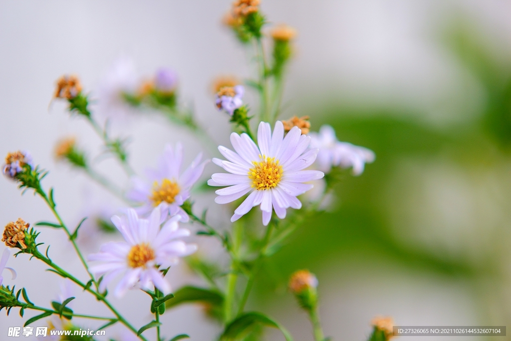 小雏菊
