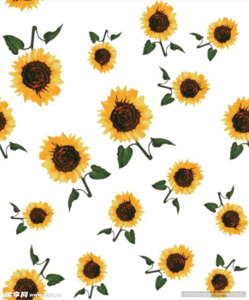 向日葵 叶子菊花