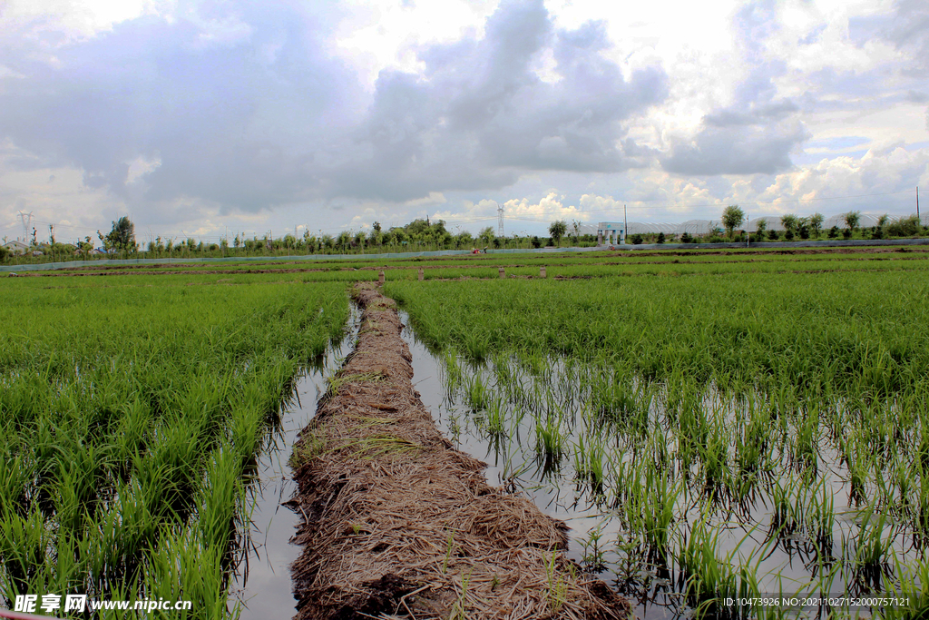 庄稼稻田摄影图片