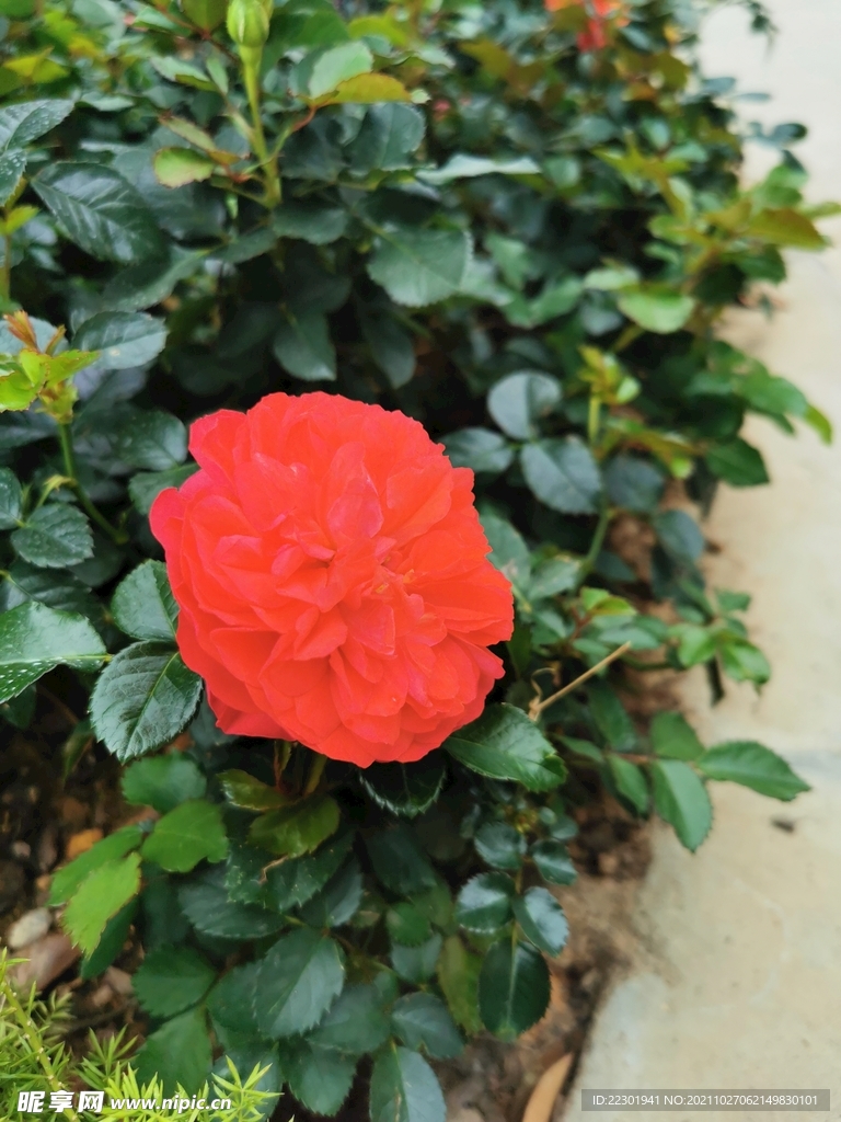  鲜花 月季花