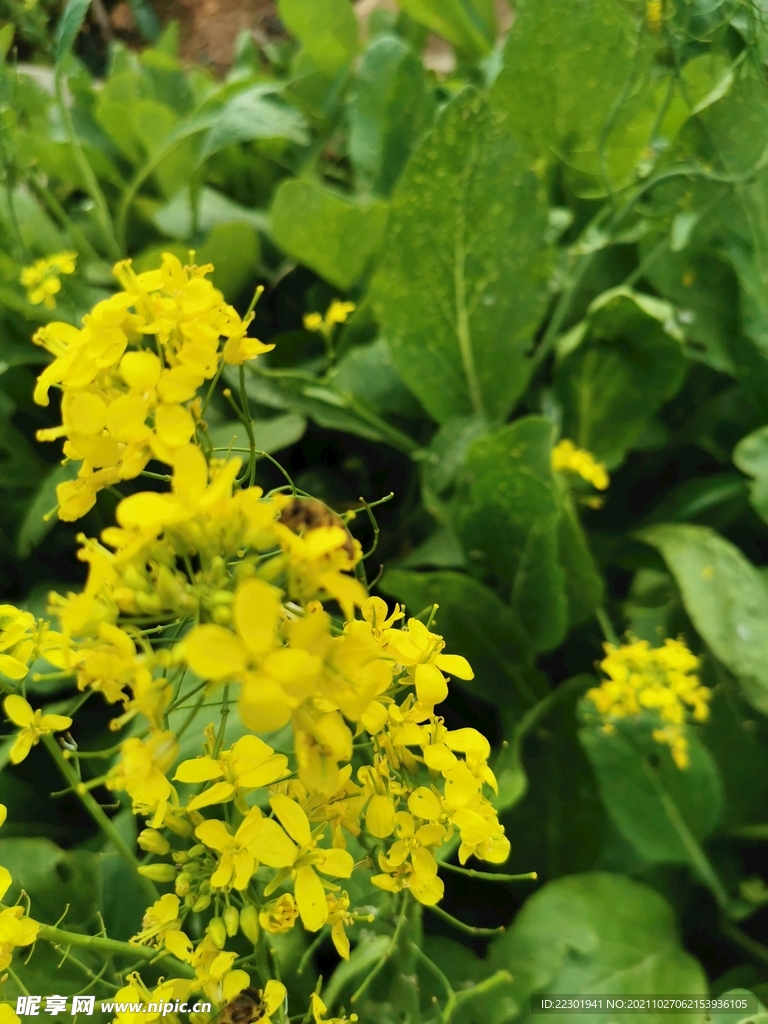 油菜花