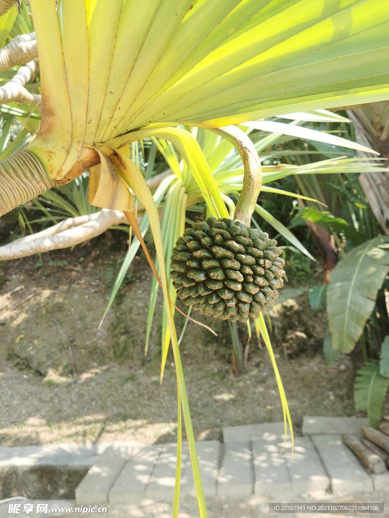 露兜树