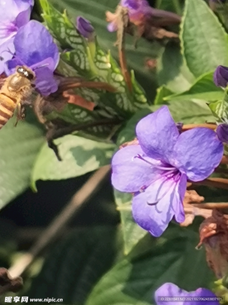 喜花草 