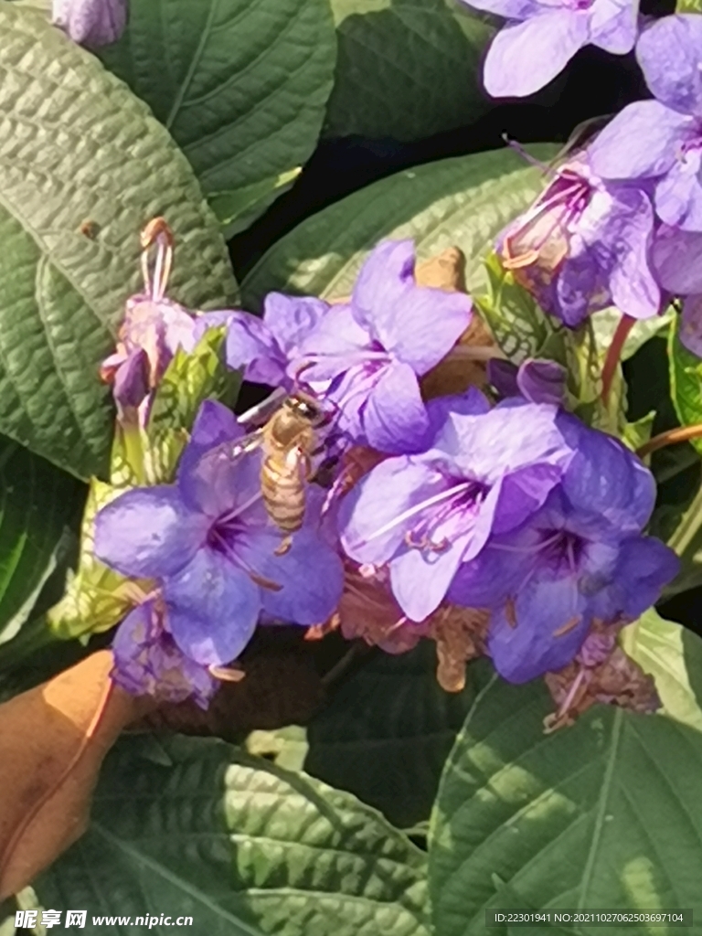 喜花草 