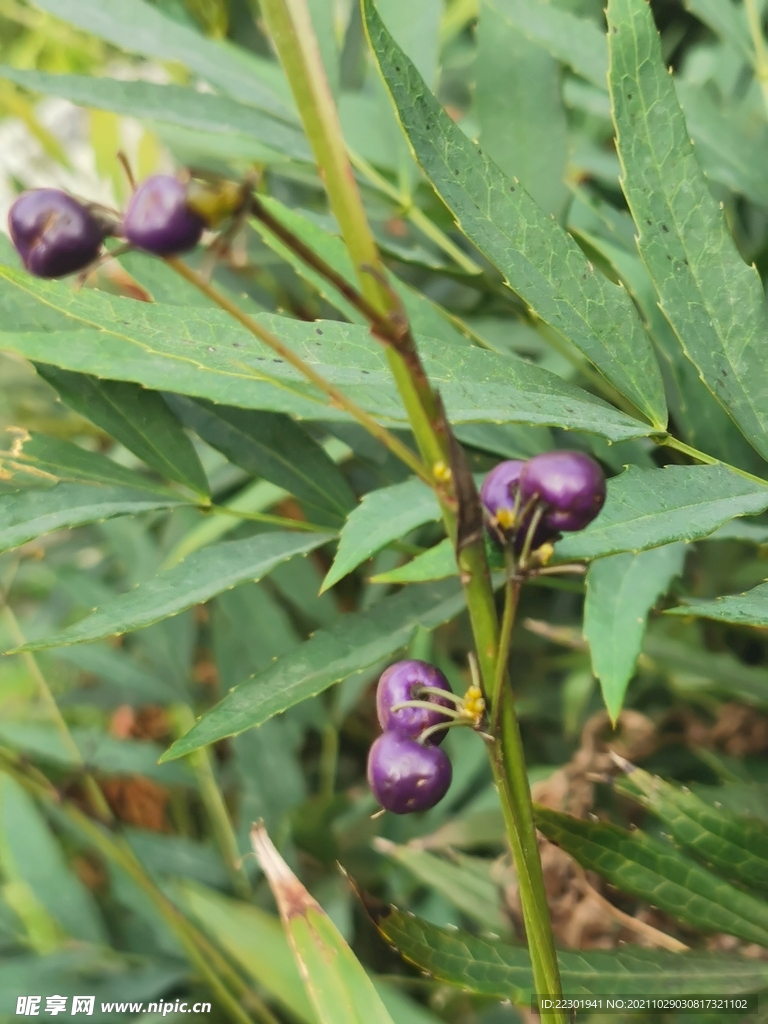 山菅 紫果