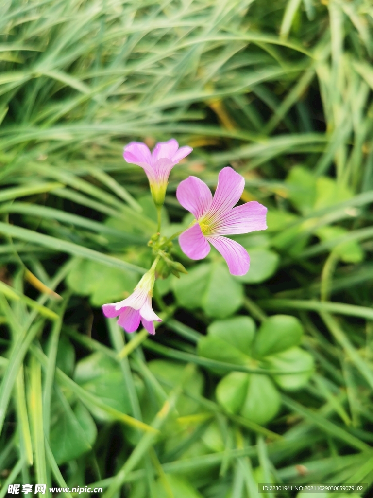 红花酢浆草 