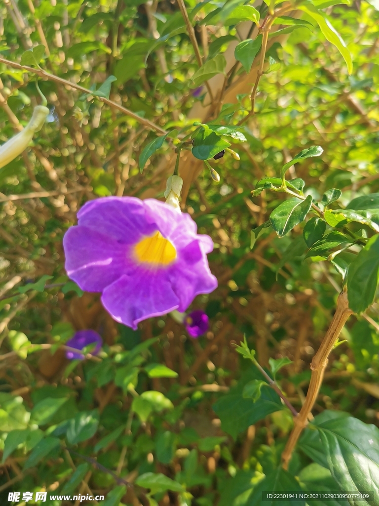 牵牛花