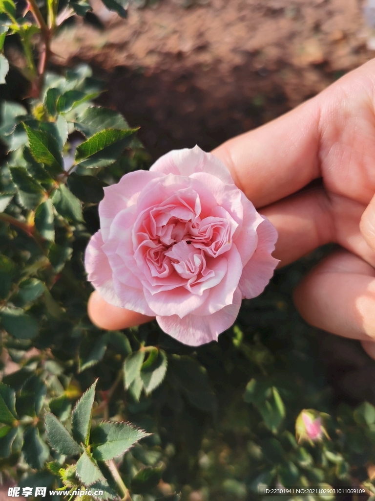 粉玫瑰