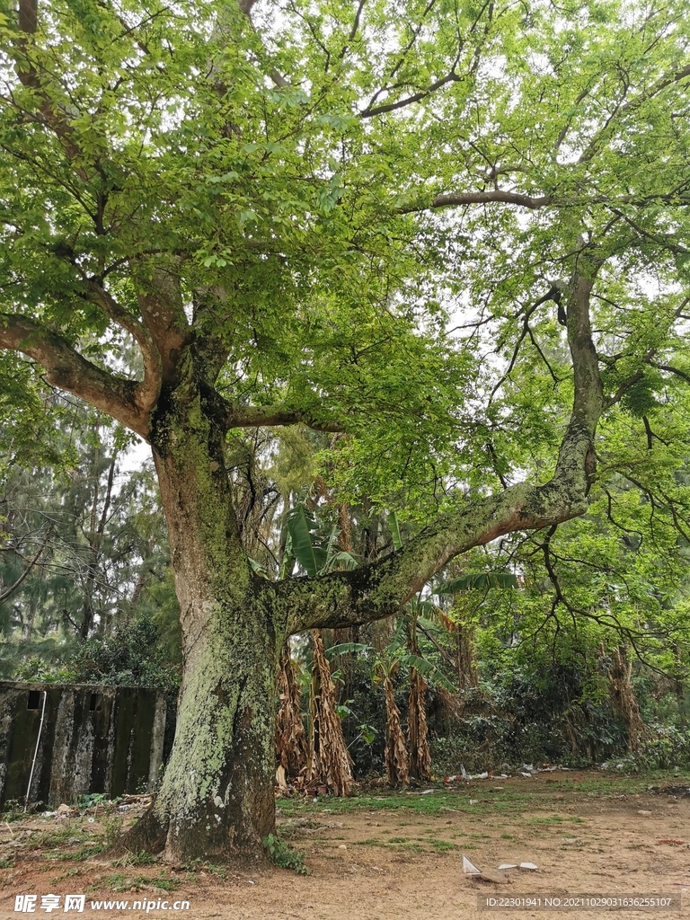 大榕树 百年榕树 