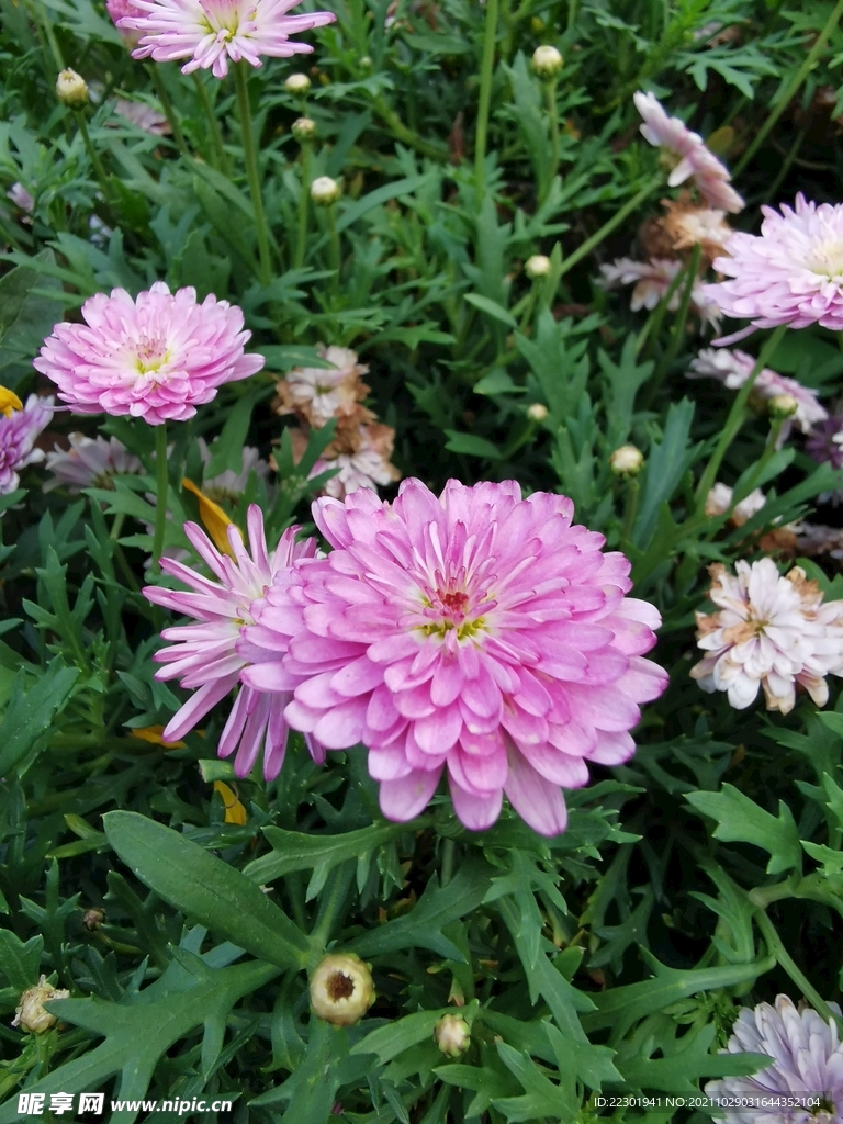 大丽花 