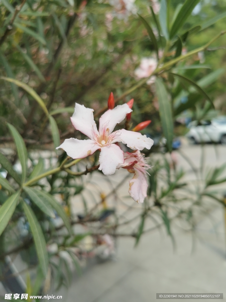 夹竹桃花 