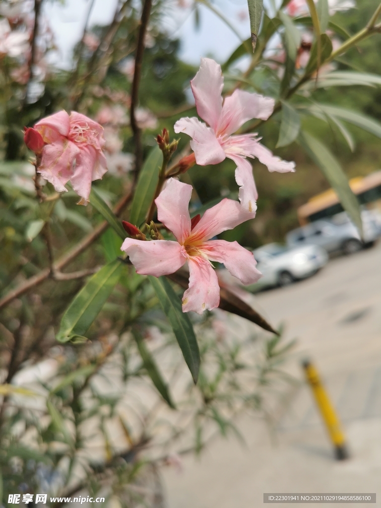 夹竹桃花 