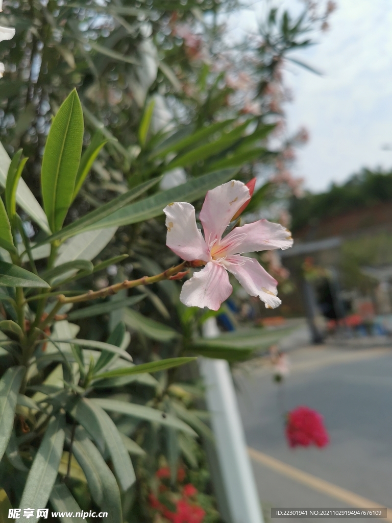 夹竹桃花 