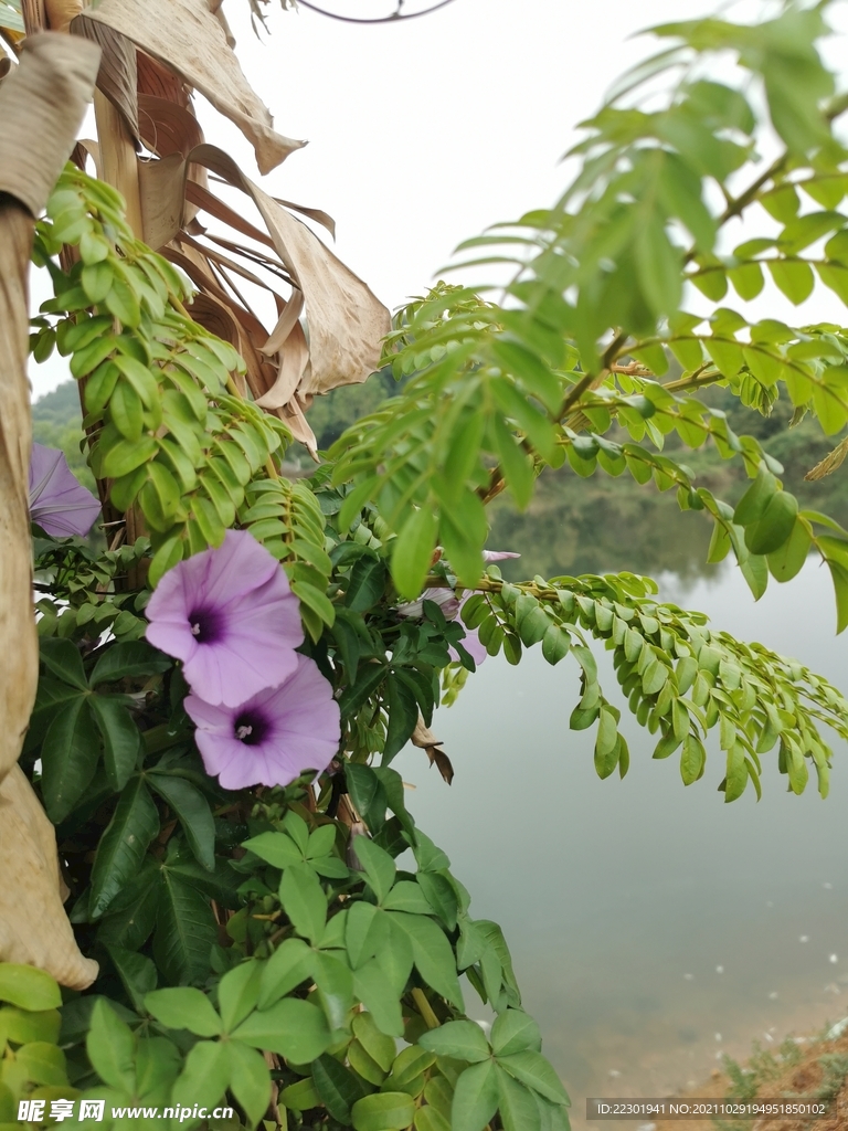 牵牛花