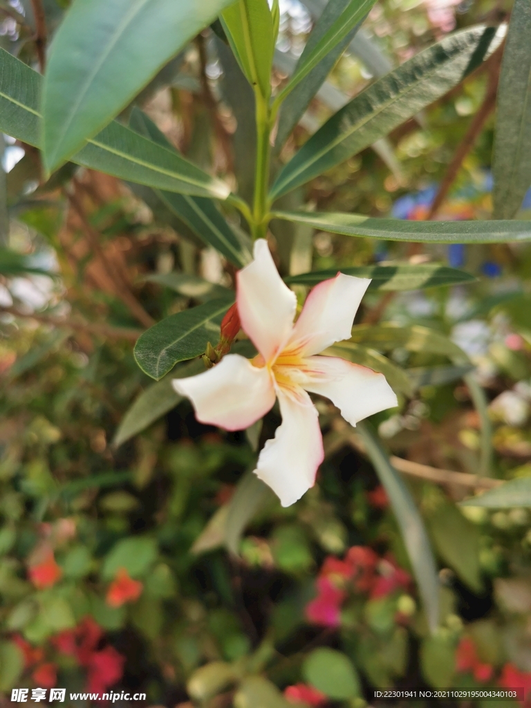 夹竹桃花 