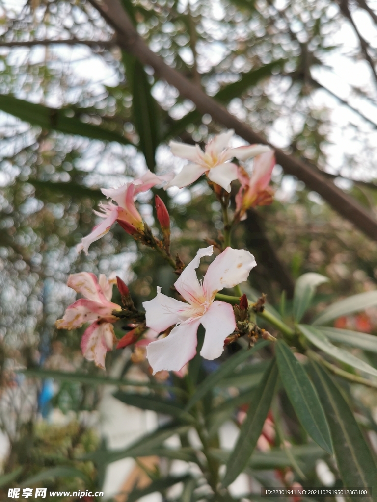 夹竹桃花 