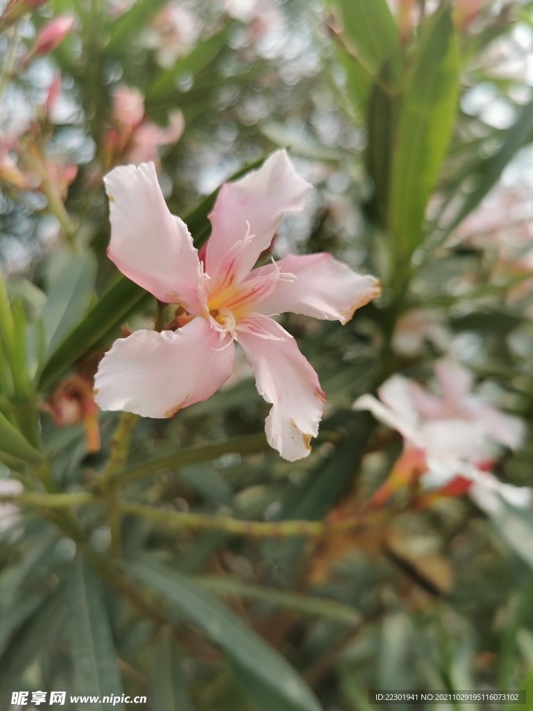 夹竹桃花 