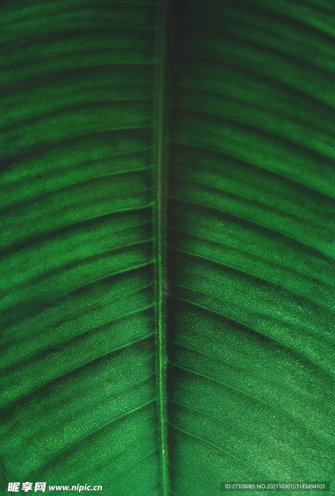 叶脉纹理背景